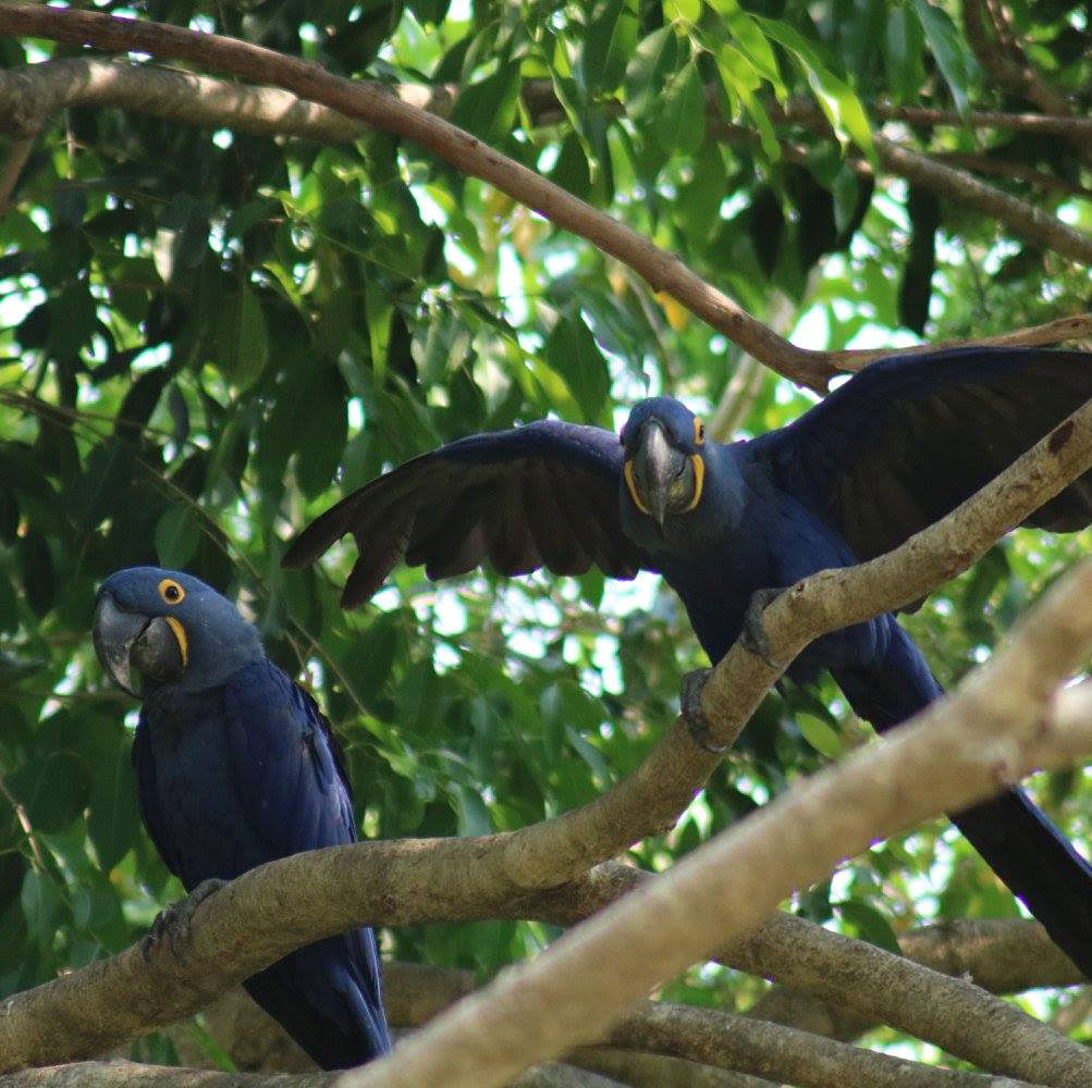 Élevage d'oiseaux Rennes