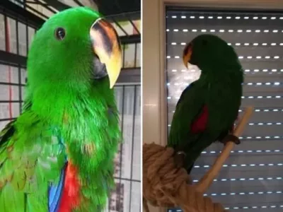 Edi, l’Eclectus chez Anaëlle et Corentin