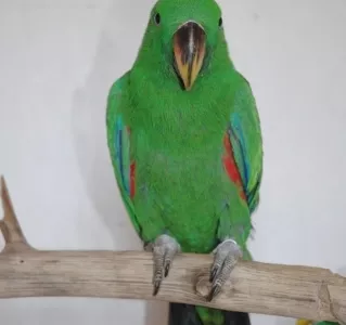 Eclectus Roratus Shilah