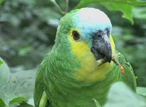 Amazone à Front Bleu