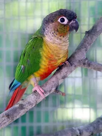 Conure de Molina