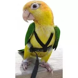 caique-harnais_0.webp