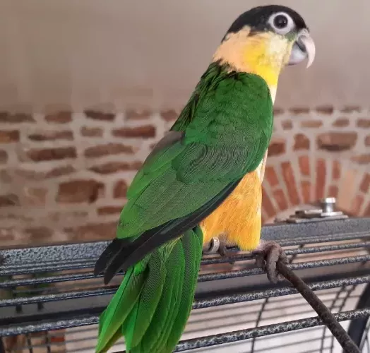 caique.webp