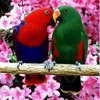 Grand Eclectus