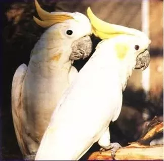 Cacatoes à Huppe Jaune