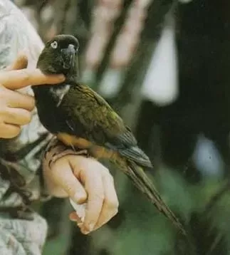 Conure de Patagonie