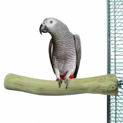 zoofaria-java-single-perch-large.webp